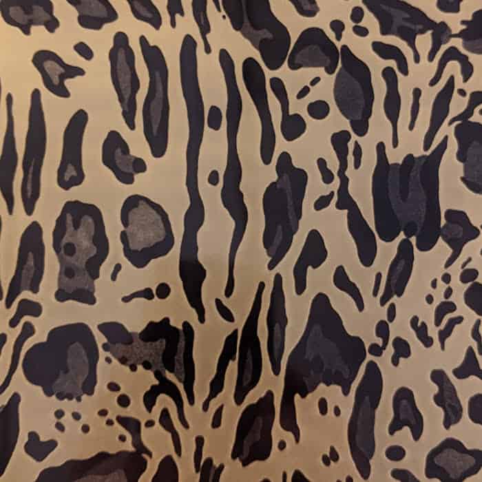 cheetah